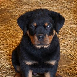 Green collar male - Black and mahogany male Rottweiler puppy in Beebe, Arkansas from Rottweilers Vom Haus Forte