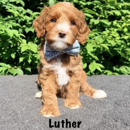 Monarch Luther - Apricot male Australian Labradoodle puppy in Mason, Michigan from Monarch Labradoodles