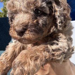 Boy 3 - Blue merle male Aussiedoodle puppy in Hayward, California from Bay Area Aussiedoodles