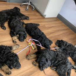 Goldendoodle Puppies from Solis Goldendoodles