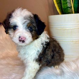 Assorted Doodle Crosses and Aussiedoodle Puppies from Louisiana Doodles LLC