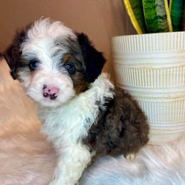 Assorted Doodle Crosses and Aussiedoodle Puppies from Louisiana Doodles LLC