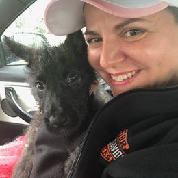 Dutch Shepherd puppies from Louisov Kennel