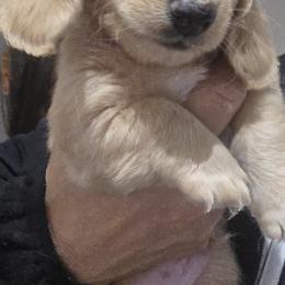 Big Boy - Cream male Dachshund puppy in Broken Arrow, Oklahoma from Native Dachshunds