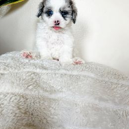 Cockapoo Puppies from Cockapoo puppies and co.