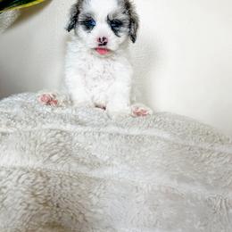Cockapoo Puppies from Cockapoo puppies and co.