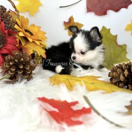 Tuck - Black and white male Chihuahua puppy in Anderson, South Carolina from Lil Treasures Chihuahuas