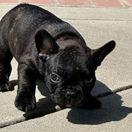 French Bulldog Puppies from Churchill Frenchies