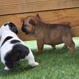 Red fawn - Fawn female French Bulldog puppy in Polk City, Florida from Best Friend Frenchies, LLC