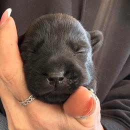 Velma - Black female Scottish Terrier puppy in Oak Harbor, Washington from Nicole's Scottish Terriers