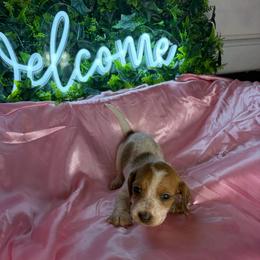 Lindsey - Piebald female Dachshund puppy in Lake City, Florida from My Ditzy Doxies of Florida