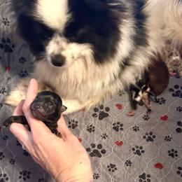 Girl 5 - Black female Pomeranian puppy in Stroud, Oklahoma from Laik’s Little Shihtz & Poms