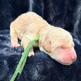 Sprite - Cream male Goldendoodle puppy in Houston, Texas from Were The Mack'Doodles