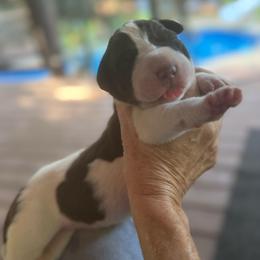 Chocolate Tanpoint pie - Chocolate and white male Great Dane puppy in Greenville, South Carolina from Allen’s Ridge Ranch