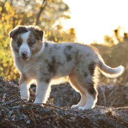 Chopin (ABCA registered) - White and blue merle male Border Collie puppy in Bronson, Florida from Sandhill Ranch Border Collies