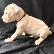 Black - White male Dogo Argentino puppy in Powder Springs, Georgia from Primo Kennels