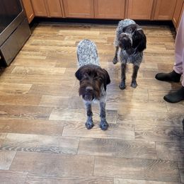 Wirehaired Pointing Griffon All Grown Up from Maine Backwoods Kennel