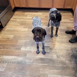 Wirehaired Pointing Griffon All Grown Up from Maine Backwoods Kennel