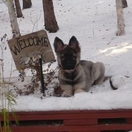 Shiloh Shepherd Puppies from Solace Shilohs