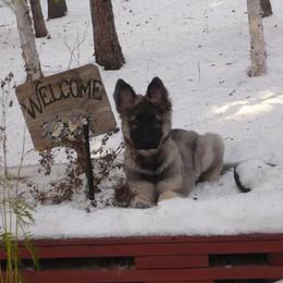 Shiloh Shepherd Puppies from Solace Shilohs