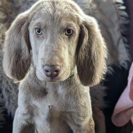 Boy 2 - male Long Haired Weimaraner puppy in Evart, Michigan from Drehbar Weimaraners