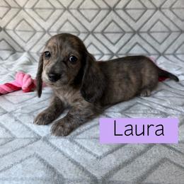 Laura - Cream Brindle Longhair - Pet Only - 3500 - Brindle female Dachshund puppy in Pauls Valley, Oklahoma from Simply Happy Dachshunds