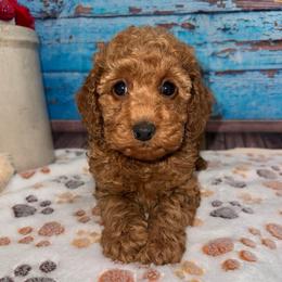 Wayne - Red  male Poodle puppy in Lebanon, Missouri from Perkins Pups