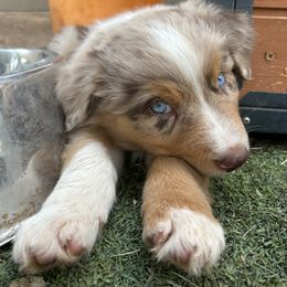 Australian Shepherd and Miniature Australian Shepherd Puppies from Wiggle Creek Aussies
