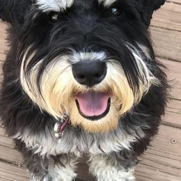 Molly - Miniature Schnauzer