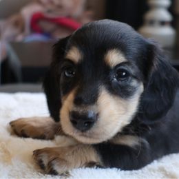 Bruno - Black and cream male Dachshund puppy in Salem, Oregon from Longdox Mini Dachshunds