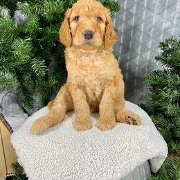 Aussiedoodle, Double Doodle, and Goldendoodle Puppies from Dandy Doodle Ranch