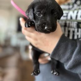 Hot Pink collar, female - Black female Labrador Retriever puppy in Moore, Oklahoma from Okiehuntinboyz Labrador Retrievers