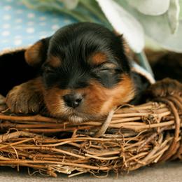 Teddy - Black and tan male Yorkshire Terrier puppy in West Fargo, North Dakota from A Yorkie Tale