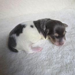 Blue Piebald Boy - Gray (blue) male Dachshund puppy in Choctaw, Oklahoma from TS Performance Horses & Dachshunds