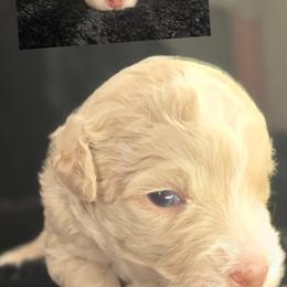 Goldendoodle Puppies from Snug-a-Doodles