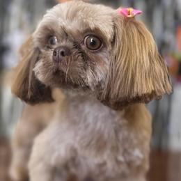 Skye - Liver female Shih Tzu puppy in Upland, California from Sassy AKC Shih Tzus