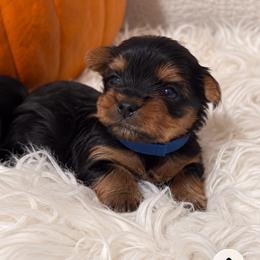 Brownie- (Blue collar) - Black and tan male Yorkshire Terrier puppy in Selden, New York from Alisha's Yorkshire Terriers