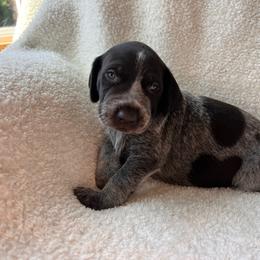 Revere - Liver roan male German Shorthaired Pointer puppy in Dugspur, Virginia from Pilgrims Trails Shorthairs