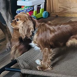 Farrah - Cavalier King Charles Spaniel