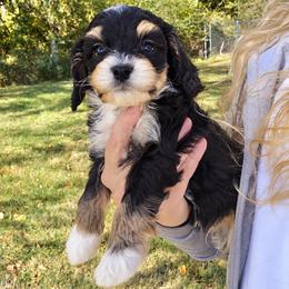 Cash - Tri-color male Bernedoodle puppy in Crawfordsville, Indiana from Winding Creek Ranch Doodles