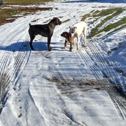 Boxers from Timmies Boxers