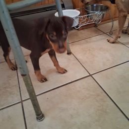 Girl 2 - Chocolate and rust female Miniature Pinscher puppy in Roseville, Michigan from Nicole Anderson