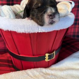 Bernedoodle, Cockapoo, and Goldendoodle Puppies from Avery Doodle Day LLC