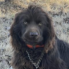 Scout - Boykin Spaniel