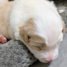 Sierra - White and gold female Border Collie puppy in Ashford, Alabama from Double4farms