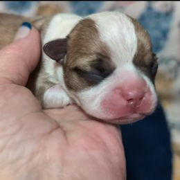 Boy 1 - Seal and white Boston Terrier puppy in Lowell, Arkansas from Bogan's Boston's