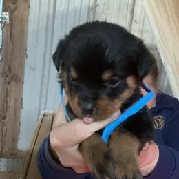Boy 1 - Black and mahogany male Rottweiler puppy in Cartersville, Virginia from Vom Heldenhaft Rottweilers