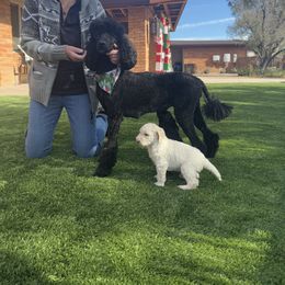 Goldendoodle Puppies from Arizona Doodles