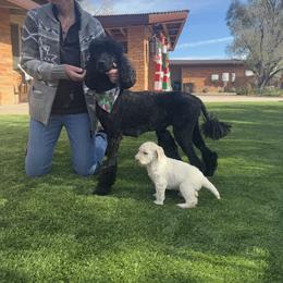 Goldendoodle Puppies from Arizona Doodles