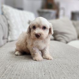 Luke - Cream male Havapoo puppy in Dothan, Alabama from Farquharson's Poodles&Doodles